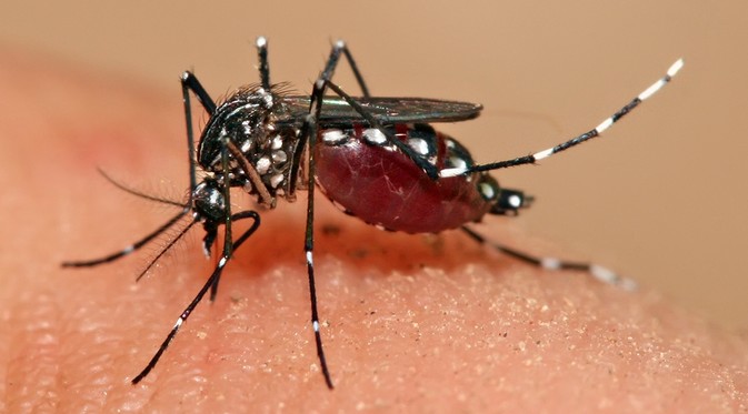 Saat penguasa teknologi ikut berantas virus Zika