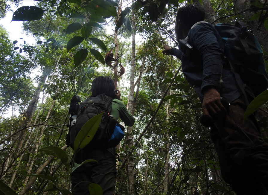 WWF-Indonesia Pantau Habitat Orangutan Lewat Teknologi AWS