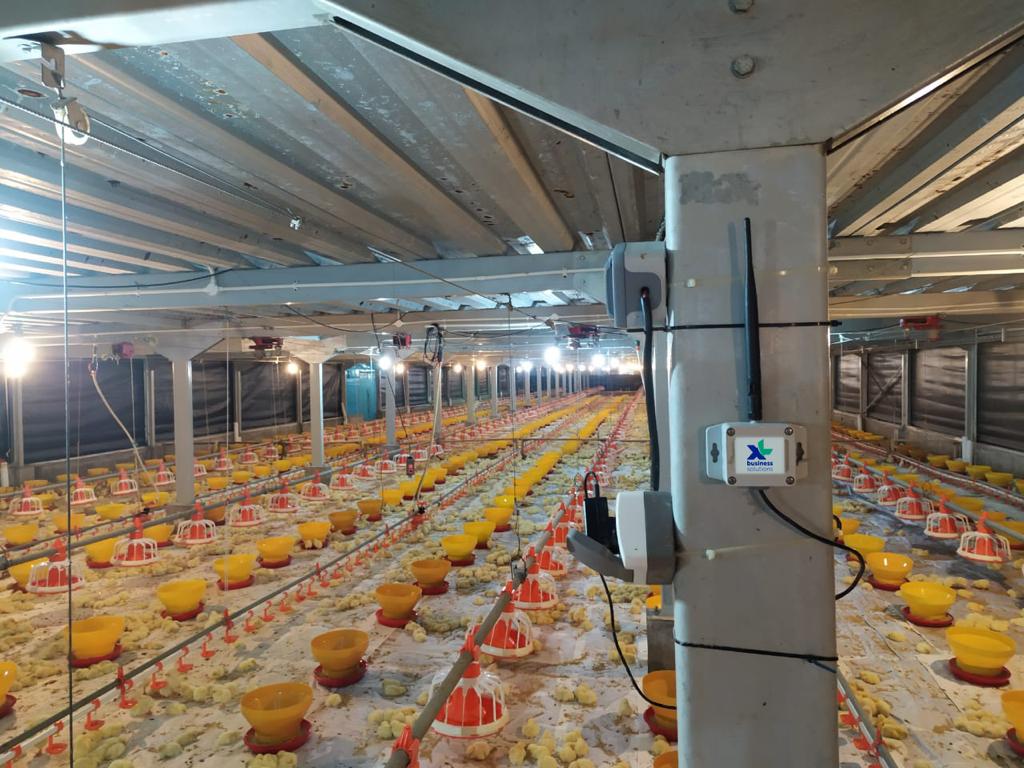 Gunakan XL Smart Poultry, Peternak Alami Peningkatan Produksi Unggas