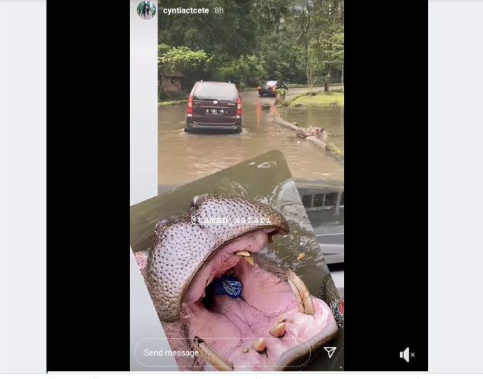 Viral Video Oknum Pengunjung Taman Safari Lempar Botol Plastik ke Kuda Nil