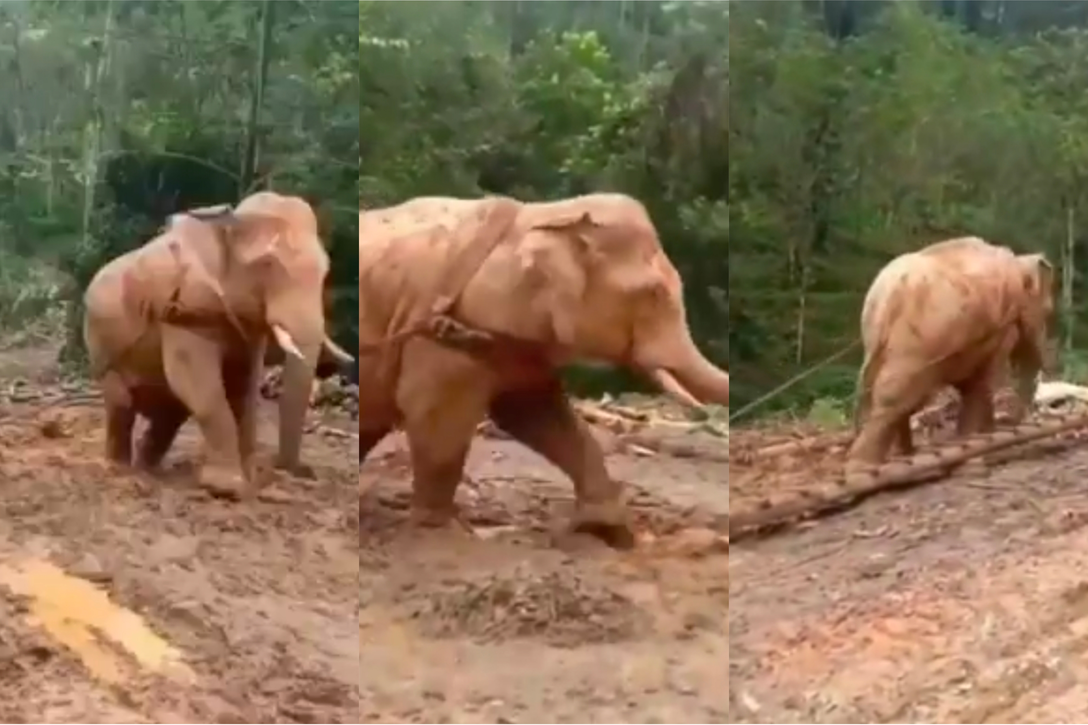 Viral Gajah Dipaksa Kerja Tarik Kayu, Netizen: Dzalim!