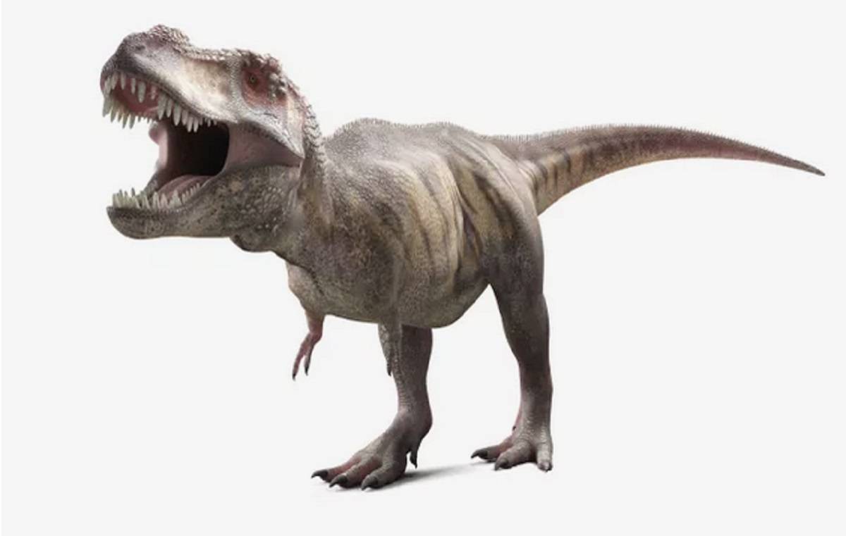Terungkap, Fungsi Penting di Balik Kecilnya Kaki T-Rex
