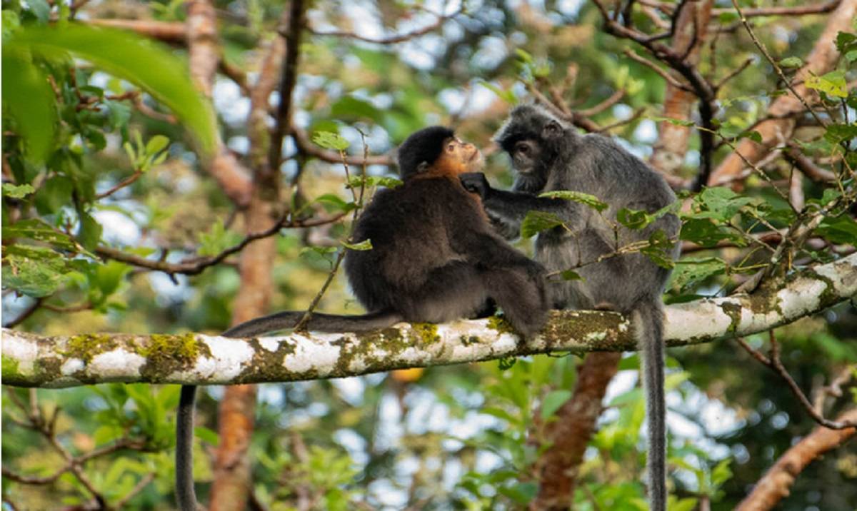 Seekor Monyet Misterius di Kalimantan Memicu Kekhawatiran Ilmuwan