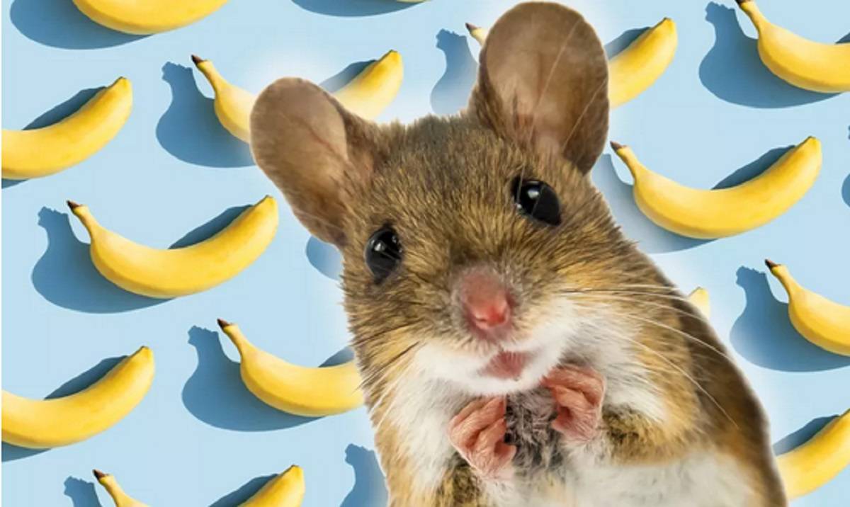 Alasan yang Membuat Tikus Jantan Takut dengan Pisang