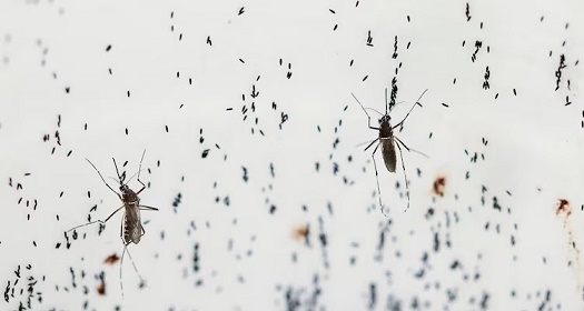 Gunakan Nyamuk, Ilmuwan Punya Trik Cegah Penyebaran Demam Berdarah