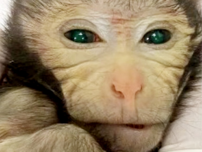 Ilmuwan China Ciptakan Chimera Monyet untuk Pertama Kalinya