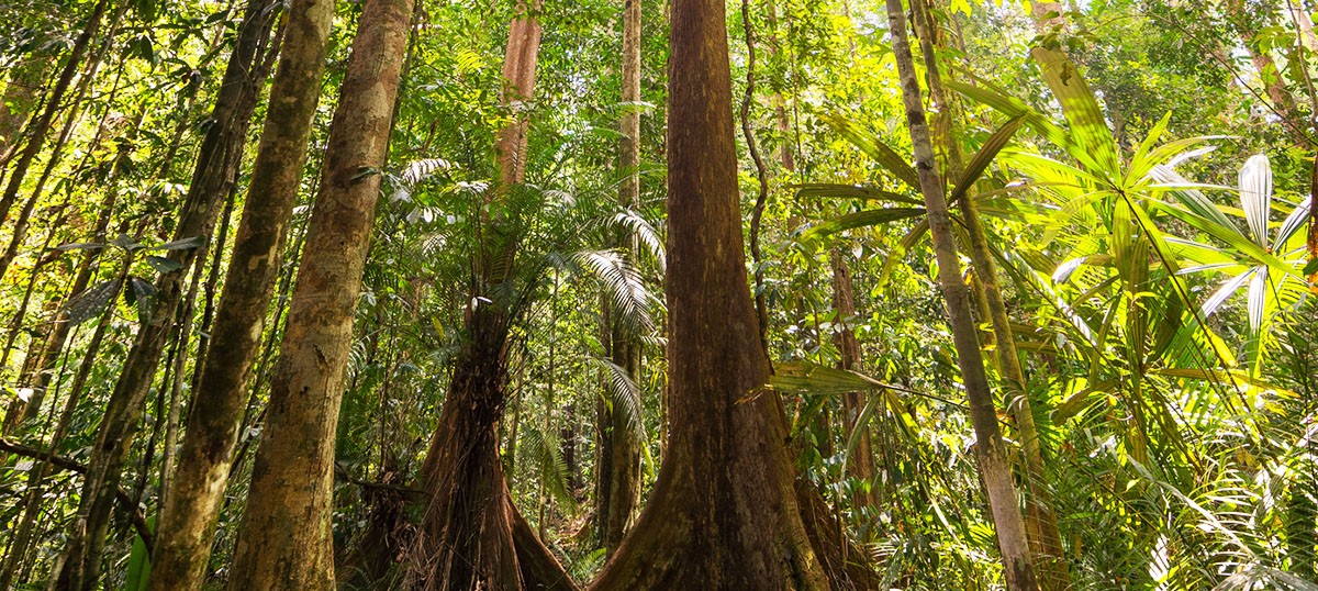 Selamatkan Hutan Indonesia, JBL Ajak Pengguna Tukar Hadiah Tanpa Kertas Kado