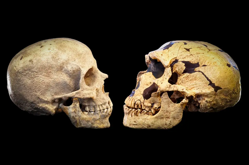 Studi: Manusia Modern dan Neanderthal Hidup Berdampingan di Eropa Utara 45.000 Tahun Lalu